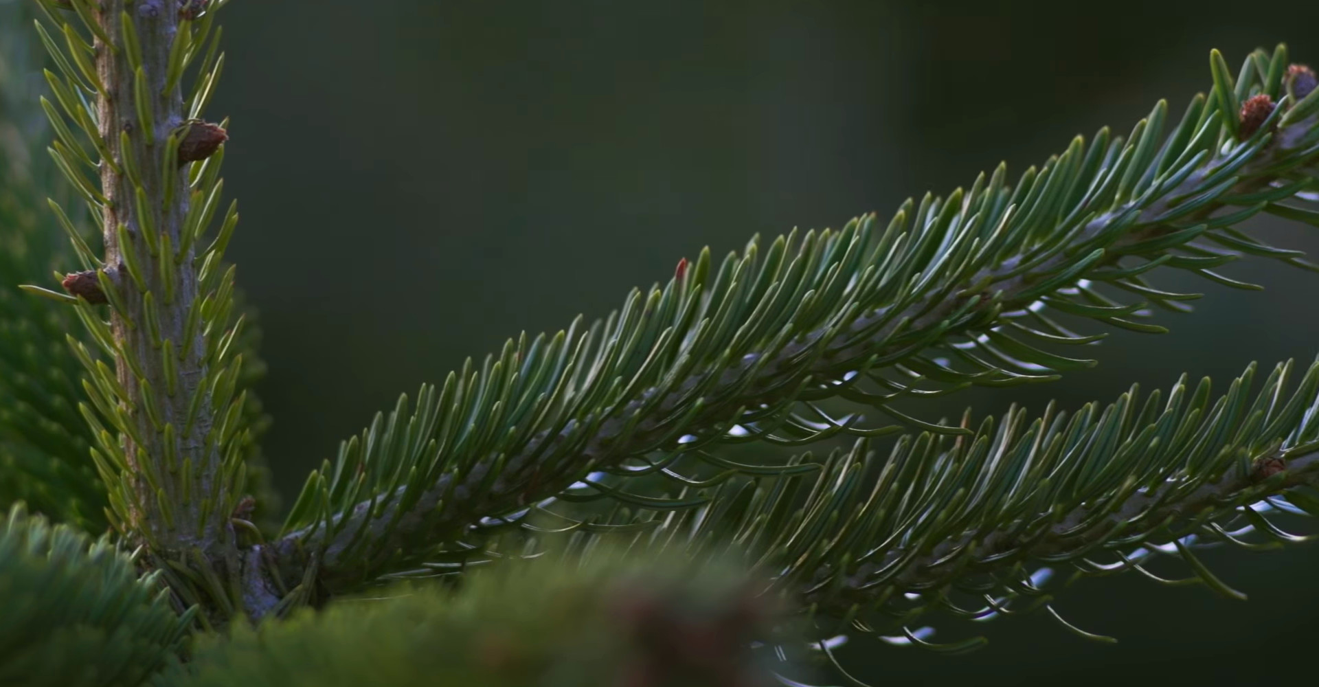 Prachtige Original Nordmann kerstbomen vanaf € 20,-