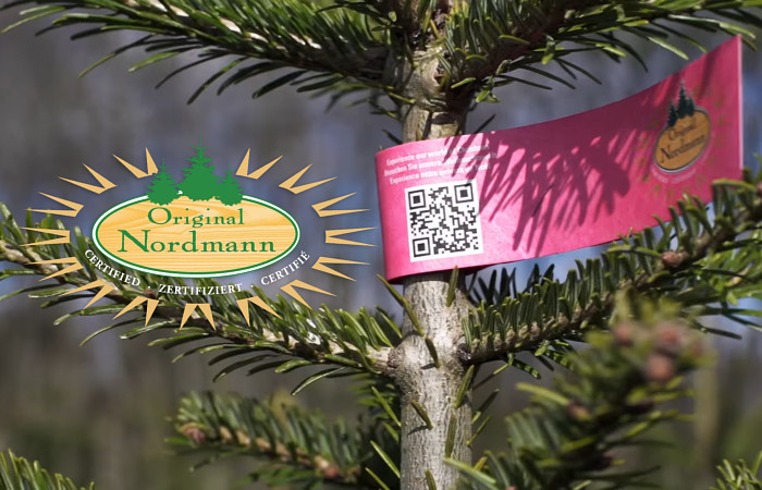 Original Nordmann kerstbomen